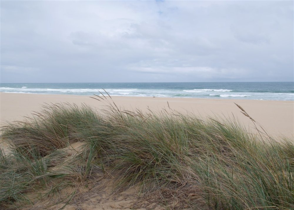 Beach Grass Merimbula