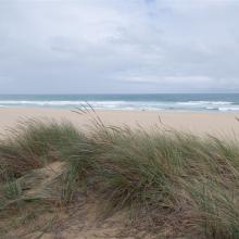 Beach Grass Merimbula
