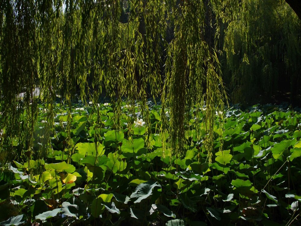 Nan Tien Temple lotus pond