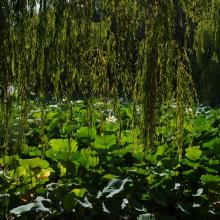 Nan Tien Temple lotus pond