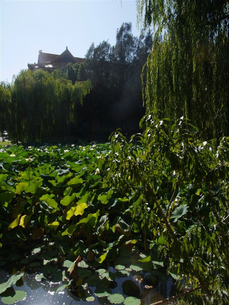Liillies at Nan Tien Temple Wollongong