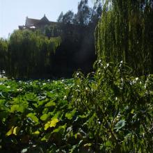 Liillies at Nan Tien Temple Wollongong