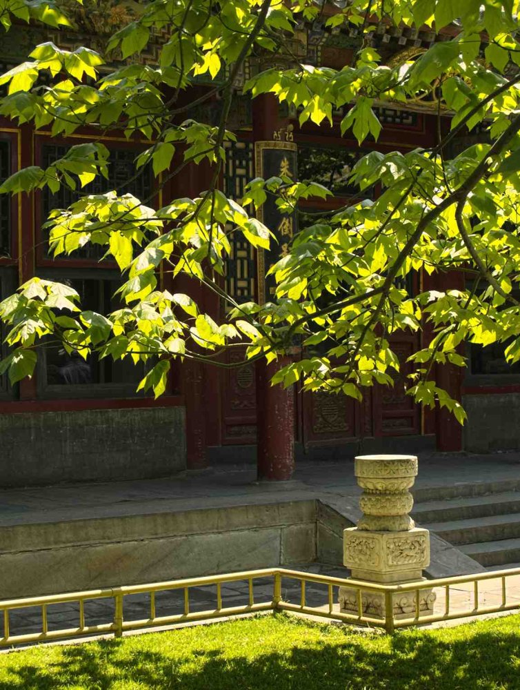 summer palace tree leaves