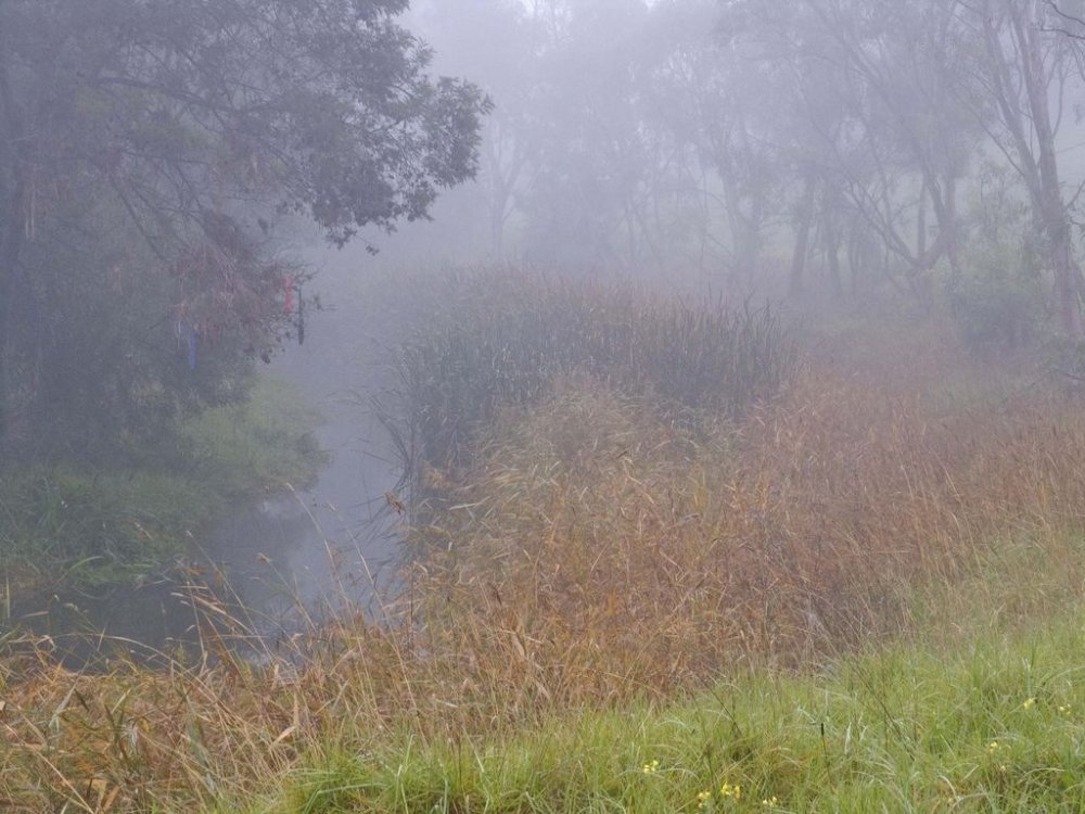 Foggy morning Koroit creek